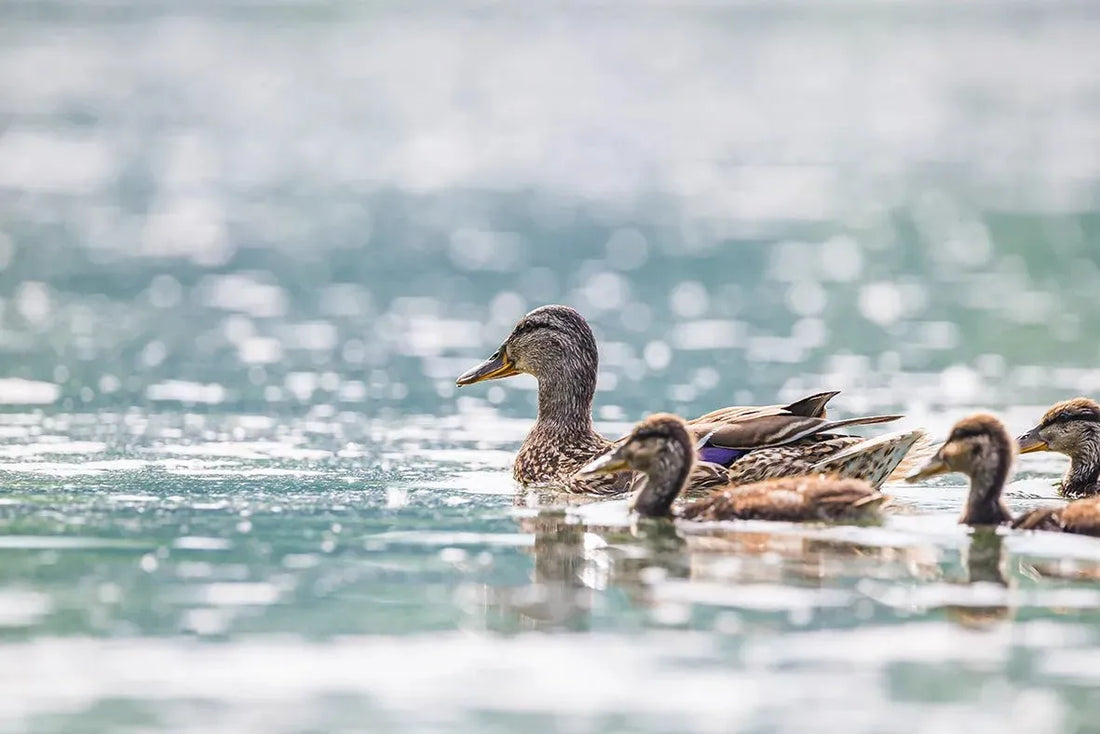 How to Keep Ducks Out of Your Pool